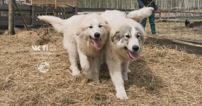 Пиренейская горная собака - Donik Style Kennel