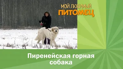 Пропала горная пиренейская собака в Чепецке, ул. Мелиораторов, 3 | Pet911.ru