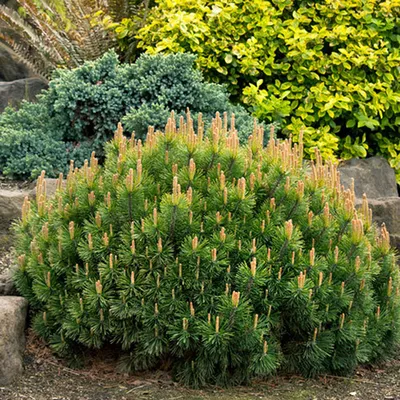 Сосна горная 'Mughus (Зонт)' - Pinus mugo 'Mughus (Зонт)' - «Feel Green»