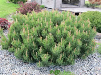 Сосну горную Pinus mugo можно купить недорого с доставкой в питомнике  Любвитский