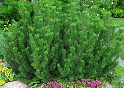 Сосна горная Пумилио, С-25 - Питомник растений «Cветлый»