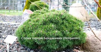 Крупномеры СОСНА ГОРНАЯ «МОПС» PINUS MUGO MOPS | Питомник Тайга