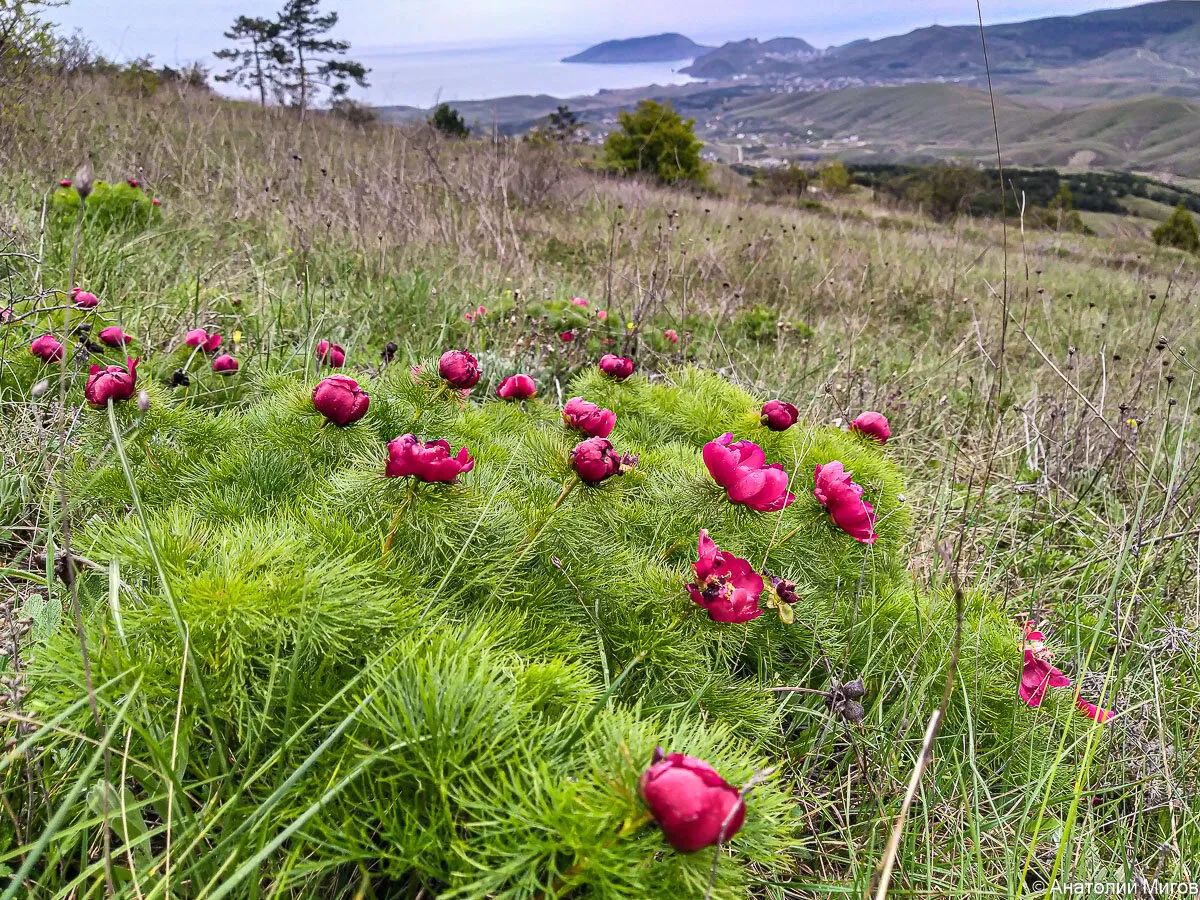 Крымский Пион Фото