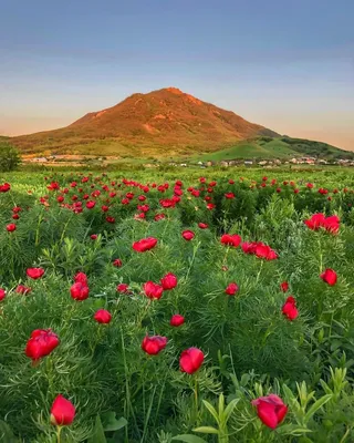 Дикие пионы в Крыму: когда цветут, где растут, фото