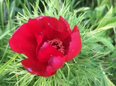 Дикие красные пионы зацветают в горах Tenuifolia Paeonia Стоковое Фото -  изображение насчитывающей цвет, листья: 154048358