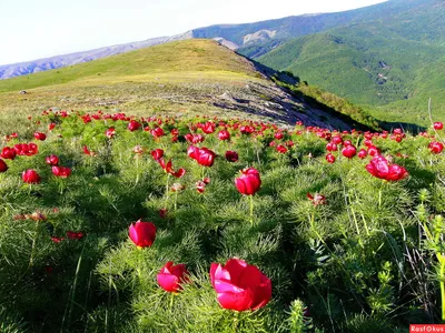 Горный пион / Горный пион / Фотография на PhotoGeek.ru