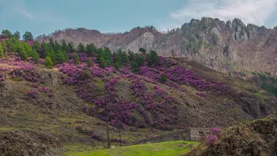 Весеннее пробуждение Алтая (6 дней + авиа) - Экскурсионные туры на Алтай