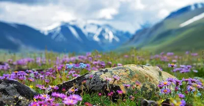 Удивительное время на Алтае – весна! | Altai Travel Guide