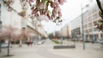 картинки : дерево, растение, улица, цветок, в центре города, весна, сад,  Розовый, Флора, время года, вишня в цвету, цветы, Цветение, окрестности,  городской район 4000x2248 - - 1353552 - красивые картинки - PxHere