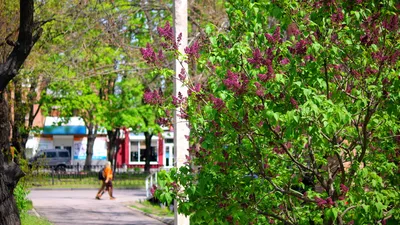 Цветочное пиршество: почему нужно побывать в Голландии весной | Ассоциация  Туроператоров