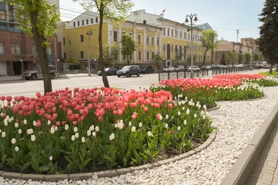 Городские клумбы фото фотографии