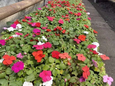В Смоленске готовят городские клумбы к высадке цветов | glavnayatema.com