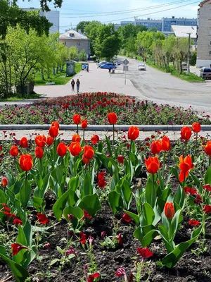 Совсем скоро в наукограде приступят к весенней высадке первых цветов на городские  клумбы / Новости / Администрация городского округа Пущино