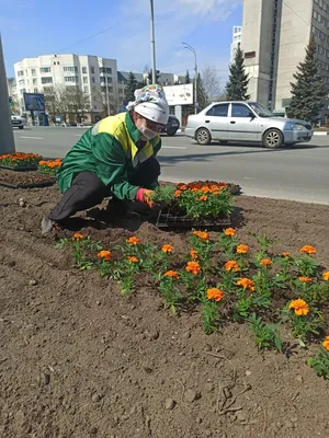 ИркСиб - Полмиллиона цветов для городских клумб