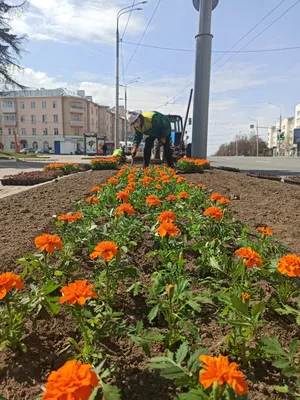 В Великом Новгороде обсуждают оформление новых городских клумб — GPVN.RU