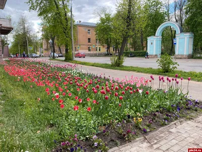 Городские клумбы - фото и картинки: 67 штук