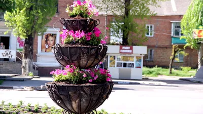 На городских клумбах и цветниках высаживают цветы - Новости - Официальный  сайт администрации города Красноярска
