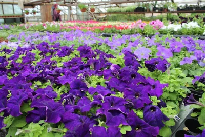 Более 50 тысяч цветов украсят городские клумбы в Пущино / Новости /  Администрация городского округа Пущино