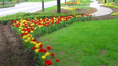 ФОТОФАКТ: Более 450 тыс. цветов на городские клумбы будет высажено нынешней  весной в Гомеле