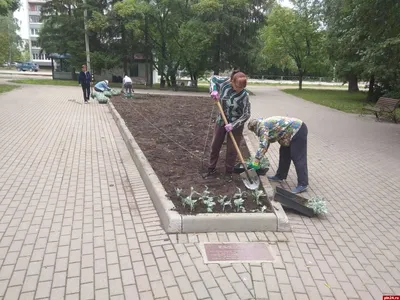 Высадка цветов в городские клумбы продолжается » Официальный сайт  Администрации Березовского городского округа Кемеровской области