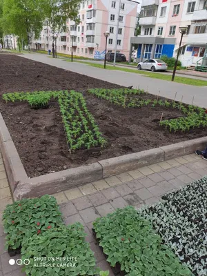 Администрация ГО \"Город Калининград\". В Калининграде на клумбы начали  высаживать цветы