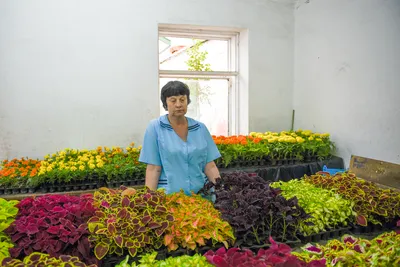 Более 600 тысяч цветов украсили городские клумбы в разных уголках Омска -  Вечерний Омск