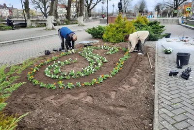 Цветы продолжают высаживать на городские клумбы в Великих Луках : Псковская  Лента Новостей / ПЛН