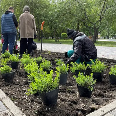 В Артеме городские клумбы обворовывают предприимчивые женщины