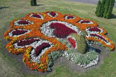 Более 600 тысяч цветов украсили городские клумбы в разных уголках Омска -  Вечерний Омск