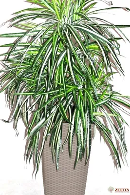 Фитопарк Драцена искусственная растение в горшке