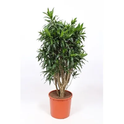 Купить Искусственное растение Драцена Рефлекса Ямайка, высота 145 см, для  напольного кашпо с доставкой