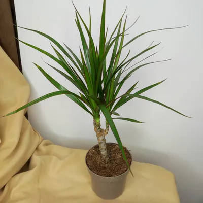 Драцена Маргината высотой 180см в горшке (Dracaena marginata) купить с  доставкой в СПб