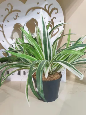 https://volgograd.leroymerlin.ru/product/dracena-marginata-mazhenta-17x75-sm-82383108/