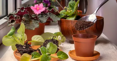 Горшки и емкости для выращивания фиалок (Растения/Почва и инвентарь) |  Nopal.ru