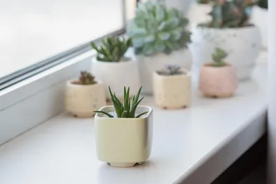 ᐉ Горшок керамический для кактусов и суккулентов Mini Plant Квадратный  6,4х6,5 см Светло-желтый (103-062)