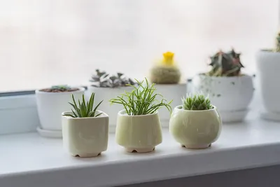 Керамический горшок для кактусов и суккулентов Mini Plant маленького  размера 6,2-6,5 см Желтый (ID#1387593274), цена: 240 ₴, купить на Prom.ua