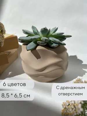 Кашпо для суккулентов / Горшок для кактусов, 8,5 х 6,5 см - купить с  доставкой по выгодным ценам в интернет-магазине OZON (656564410)