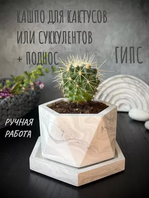 MURLACHATA HOME Горшок для кактусов и суккулентов с поддоном