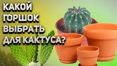 Горшки для кактусов. Какой горшок лучше выбрать? Уход за кактусом. - YouTube