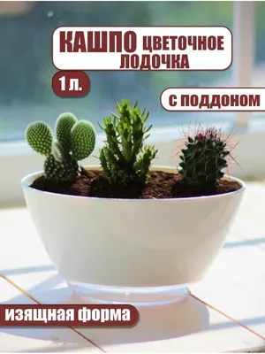 Файл STL Мини-горшок цветочный горшок кактус горшок - Мини-горшок цветочный горшок  кактус горшок 🌳・Модель 3D-принтера для скачивания・Cults