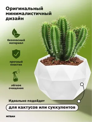 Кактус в кашпо, артикул: 333081477, с доставкой в город Москва (внутри МКАД)