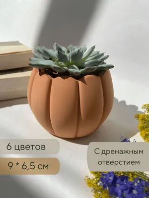Горшок для кактусов / Кашпо для суккулентов, 9 х 6,5 см - купить с  доставкой по выгодным ценам в интернет-магазине OZON (633164718)
