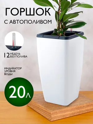 Какие горшки подходят для орхидей, фиалок, суккулентов и кактусов? | Дом |  WB Guru