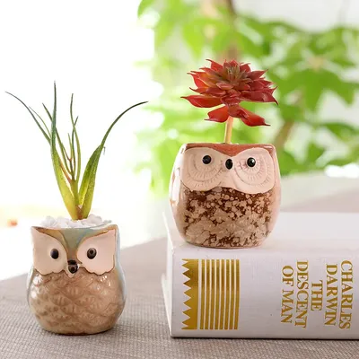 Garden Emili Цветочные маленькие горшки для кактус и суккулентов, цветов
