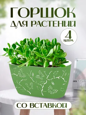 Кашпо для суккулентов и кактусов Топаз 0,45 л с дренажной системой БМС.  Мята. Горшок для цветов. Кашпо для кактусов. - купить с доставкой по  выгодным ценам в интернет-магазине OZON (866373733)