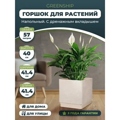 Кактус в кашпо череп, артикул: 333091217, с доставкой в город Москва  (внутри МКАД)