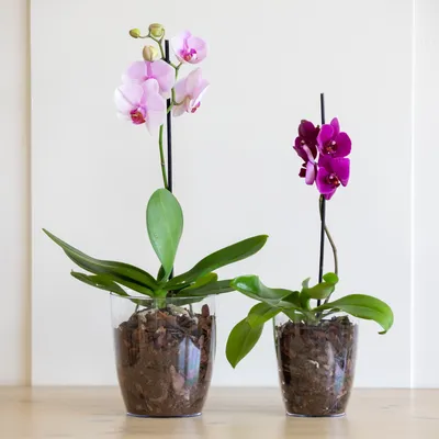 Горшки для орхидеи фаленопсис фото