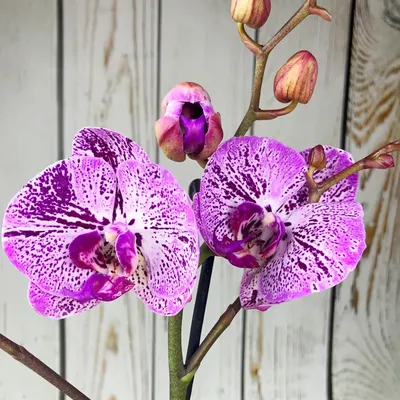 Горшки для орхидеи фаленопсис фото фотографии