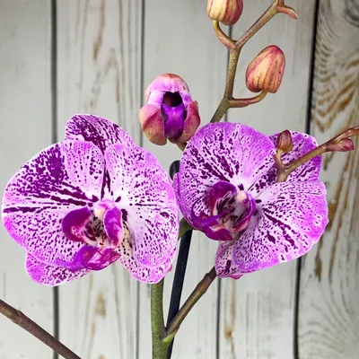 Орхидея Phalaenopsis (отцвёл)