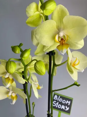 Орхидея Phalaenopsis Bellinzona, multiflora | Орхидея, Орхидеи, Горшки